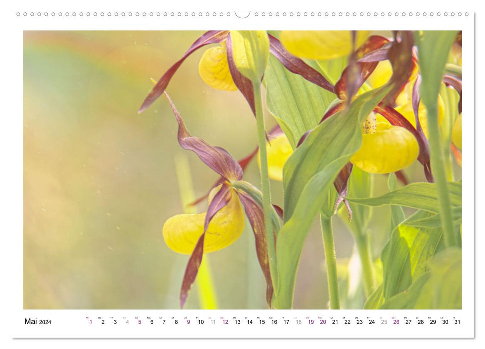 Gelber Frauenschuh (CALVENDO Premium Wandkalender 2024)