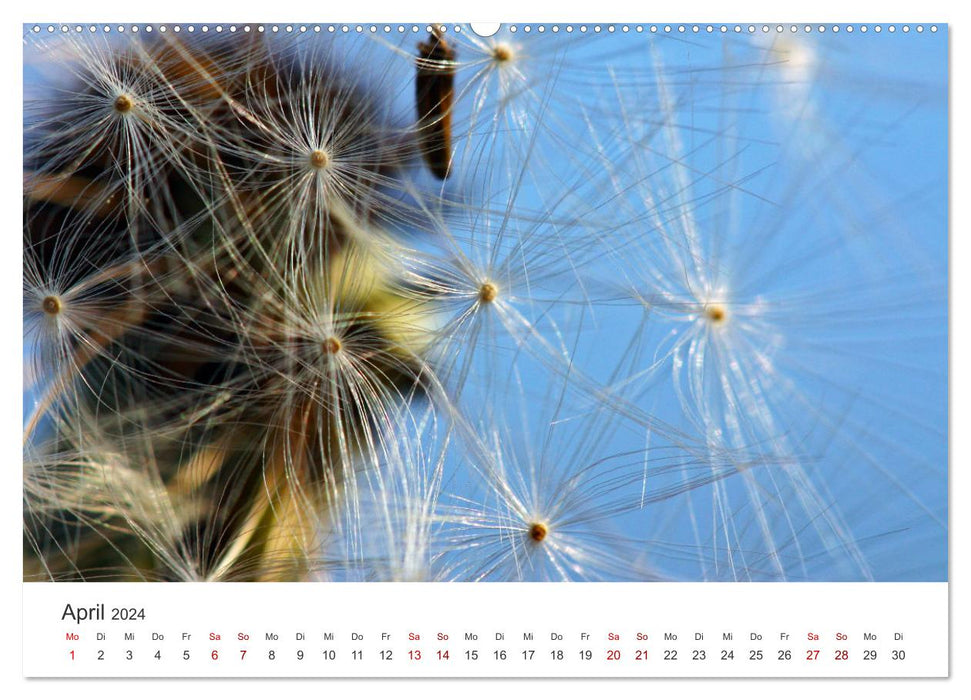 Pusteblumen Feuerwerk (CALVENDO Premium Wandkalender 2024)