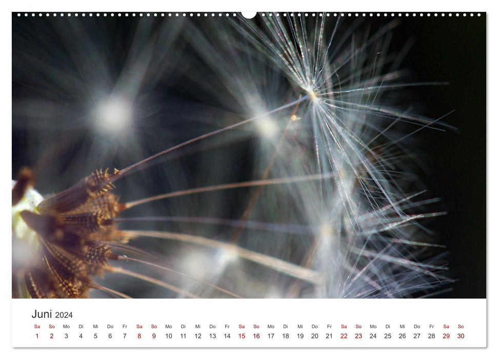 Pusteblumen Feuerwerk (CALVENDO Premium Wandkalender 2024)