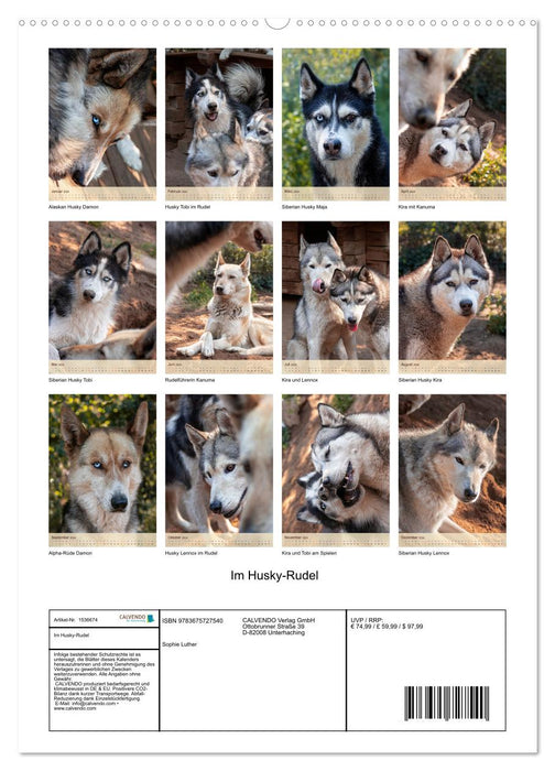 Im Husky-Rudel (CALVENDO Premium Wandkalender 2024)