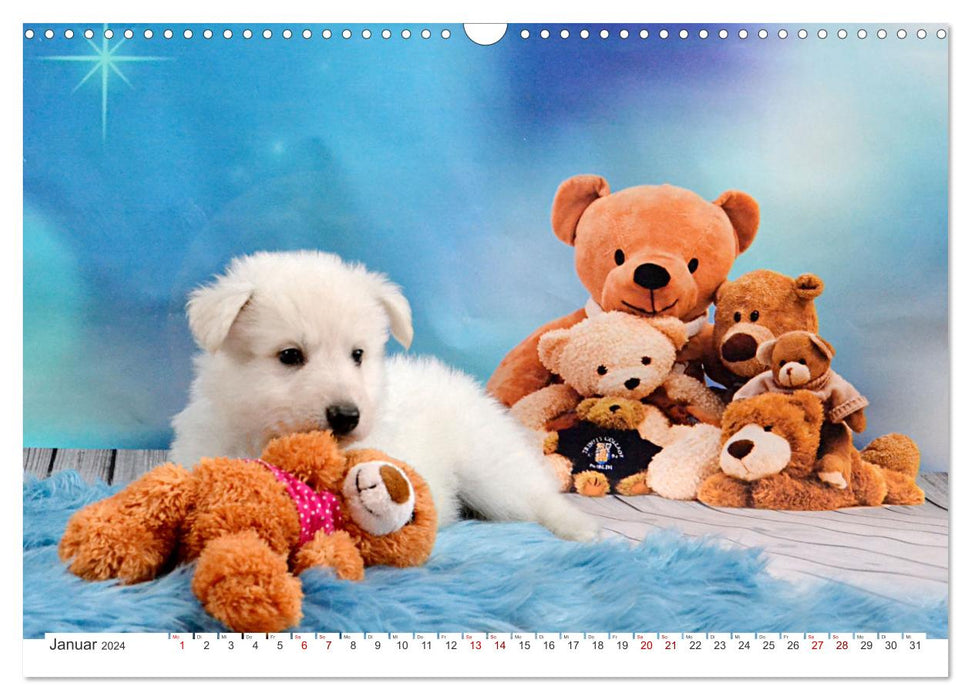 White Shepherd Dogs - Puppy Time (CALVENDO Wall Calendar 2024) 