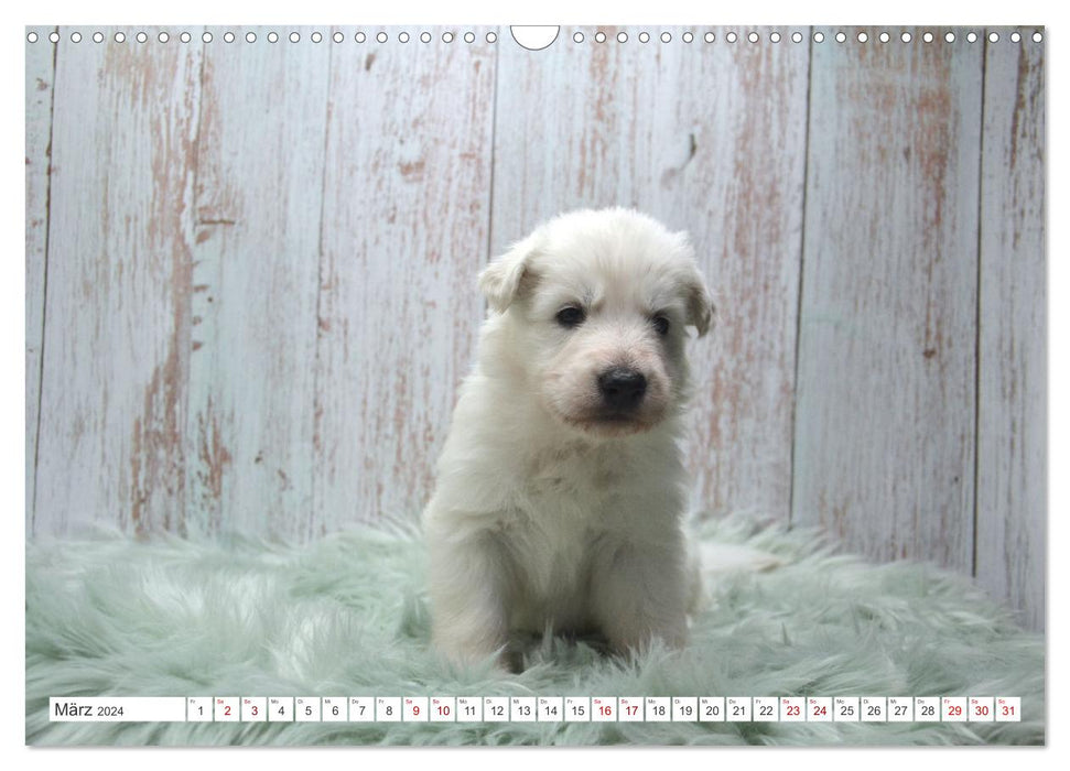 White Shepherd Dogs - Puppy Time (CALVENDO Wall Calendar 2024) 