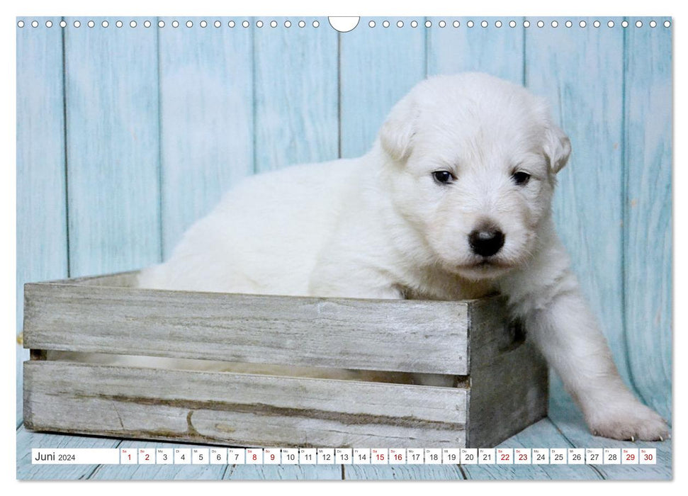 Weiße Schäferhunde - Welpenzeit (CALVENDO Wandkalender 2024)
