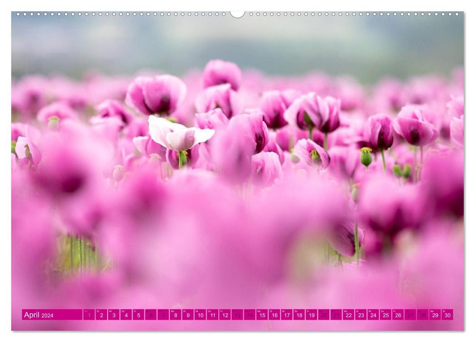 Blaumohn - Ein Blütentraum in lila (CALVENDO Premium Wandkalender 2024)