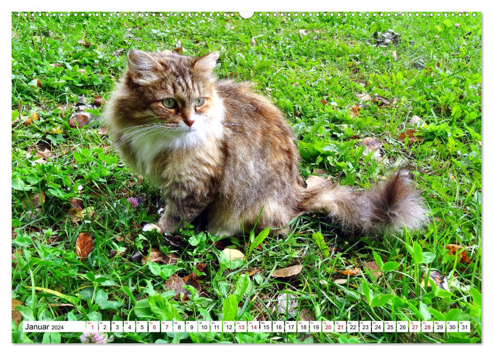 Auf Samtpfoten in Russland - Museums-Katzen auf russischen Landgütern (CALVENDO Premium Wandkalender 2024)