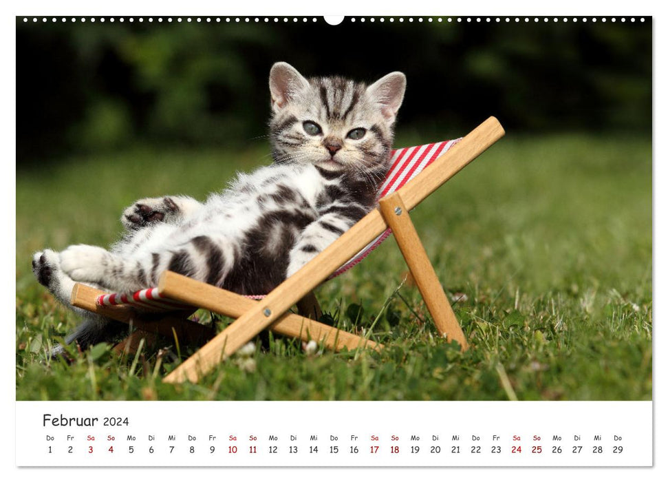 Süße Kätzchen - cute kittens (CALVENDO Premium Wandkalender 2024)