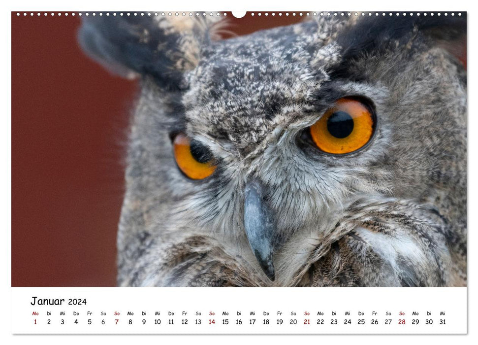 Birds of prey and owls (CALVENDO Premium Wall Calendar 2024) 