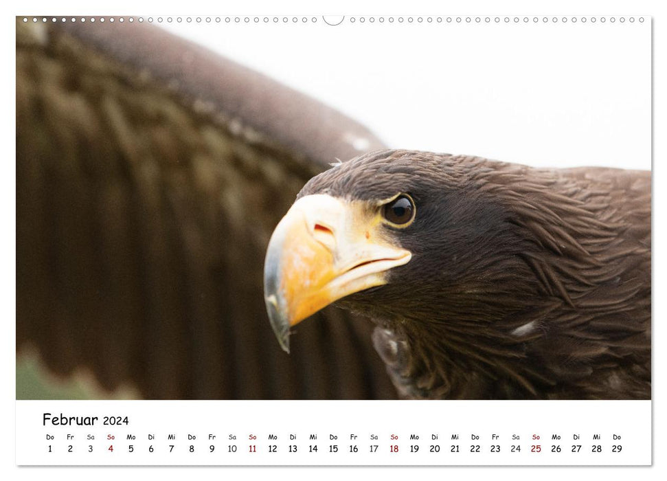 Birds of prey and owls (CALVENDO Premium Wall Calendar 2024) 