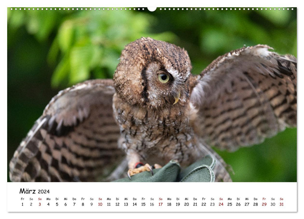 Birds of prey and owls (CALVENDO Premium Wall Calendar 2024) 