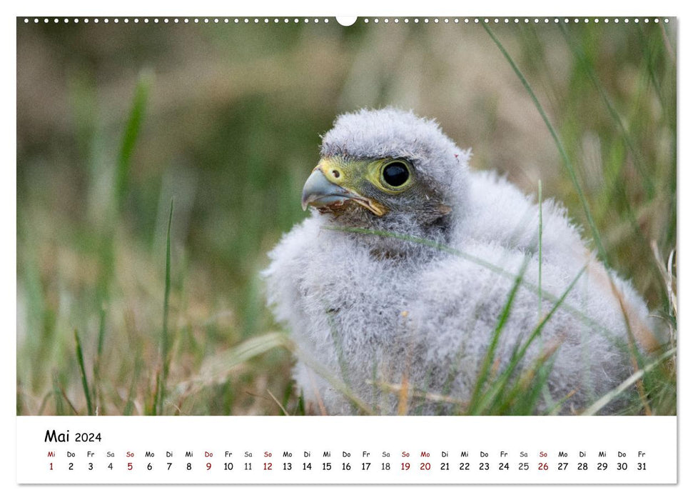 Birds of prey and owls (CALVENDO Premium Wall Calendar 2024) 