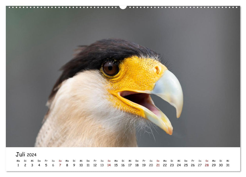 Birds of prey and owls (CALVENDO Premium Wall Calendar 2024) 