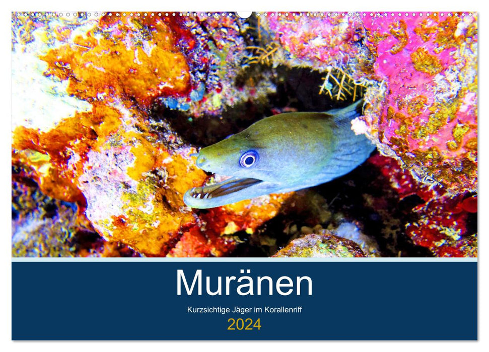 Muränen - Kurzsichtige Jäger im Korallenriff (CALVENDO Wandkalender 2024)