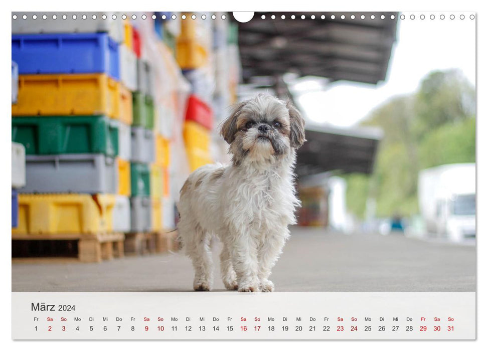 Nordische Schnauzen (CALVENDO Wandkalender 2024)