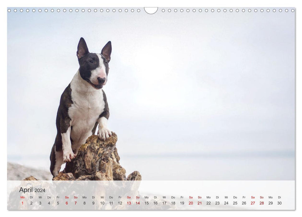 Nordic snouts (CALVENDO wall calendar 2024) 