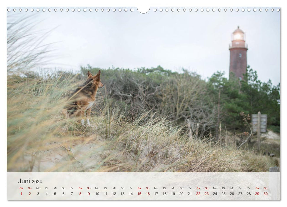 Nordic snouts (CALVENDO wall calendar 2024) 