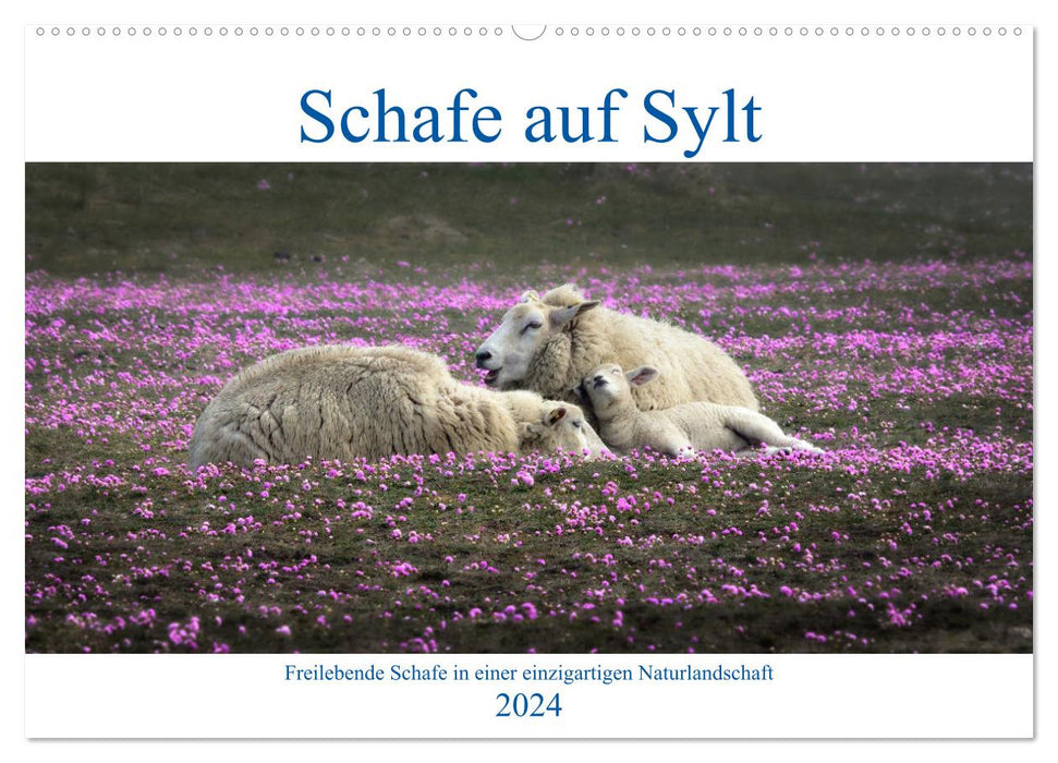 Sheep on Sylt (CALVENDO wall calendar 2024) 