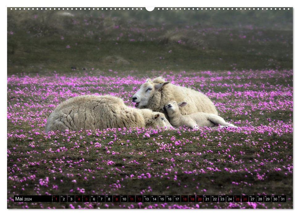 Sheep on Sylt (CALVENDO wall calendar 2024) 