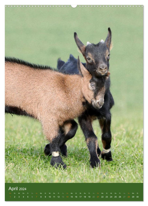 Goats - lovable stubborn heads (CALVENDO Premium Wall Calendar 2024) 
