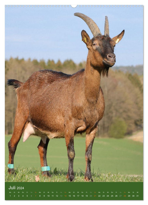 Goats - lovable stubborn heads (CALVENDO Premium Wall Calendar 2024) 