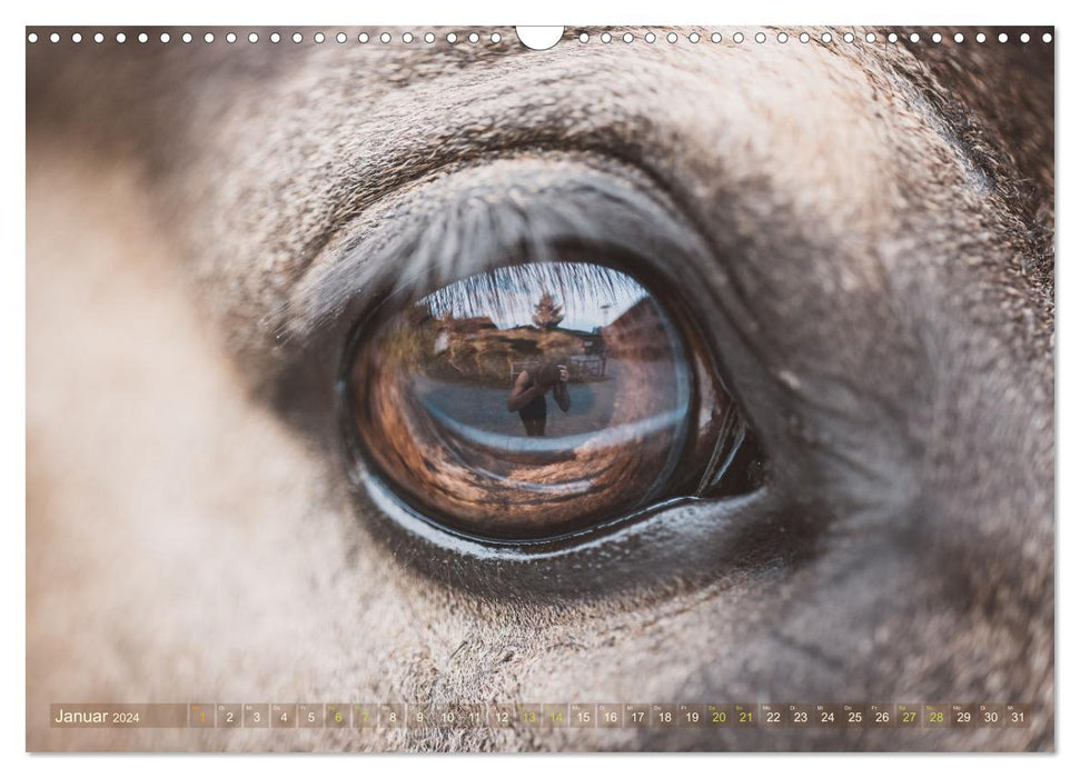 In the eye of the horse (CALVENDO wall calendar 2024) 