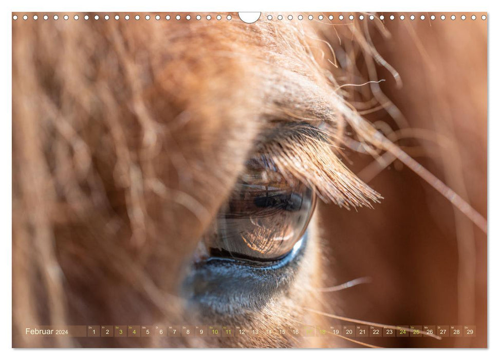 In the eye of the horse (CALVENDO wall calendar 2024) 