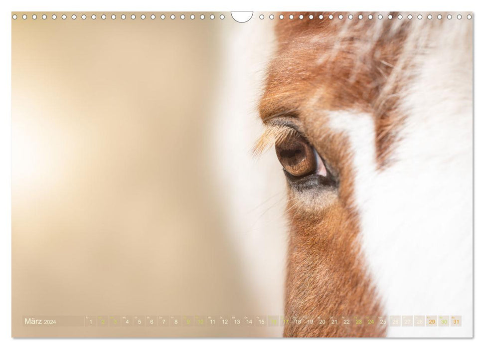 In the eye of the horse (CALVENDO wall calendar 2024) 