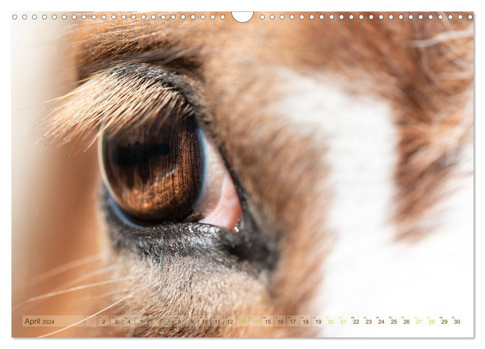 In the eye of the horse (CALVENDO wall calendar 2024) 