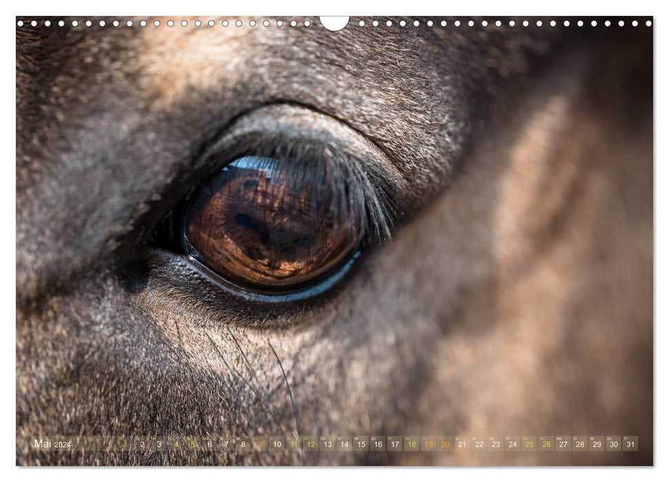 In the eye of the horse (CALVENDO wall calendar 2024) 