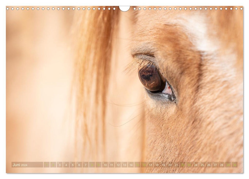 In the eye of the horse (CALVENDO wall calendar 2024) 