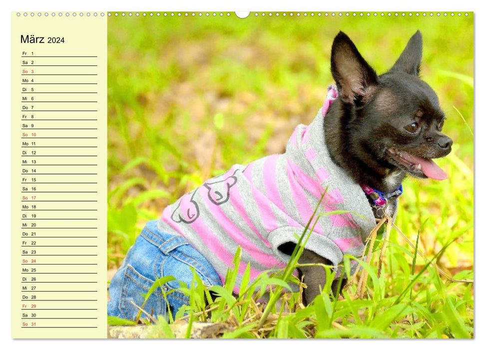 Chihuahuas. Zuckersüße Hunde im lustigen Outfit (CALVENDO Wandkalender 2024)