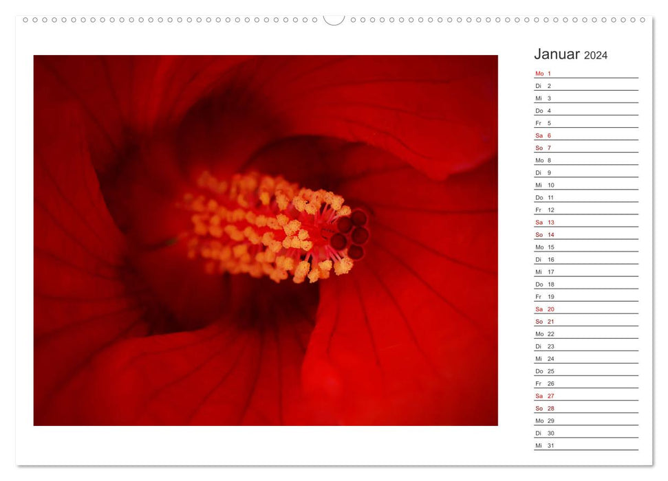 DEEP INSIDE - Blütenmakros als Monatsplaner (CALVENDO Premium Wandkalender 2024)