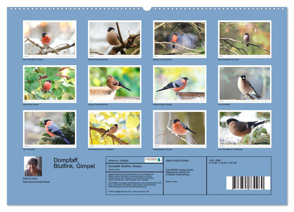 Dompfaff, Blutfink, Gimpel (CALVENDO Premium Wandkalender 2024)