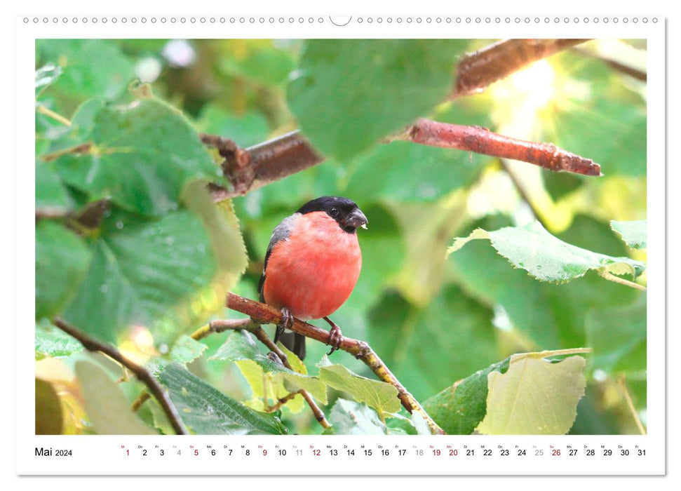 Dompfaff, Blutfink, Gimpel (CALVENDO Premium Wandkalender 2024)