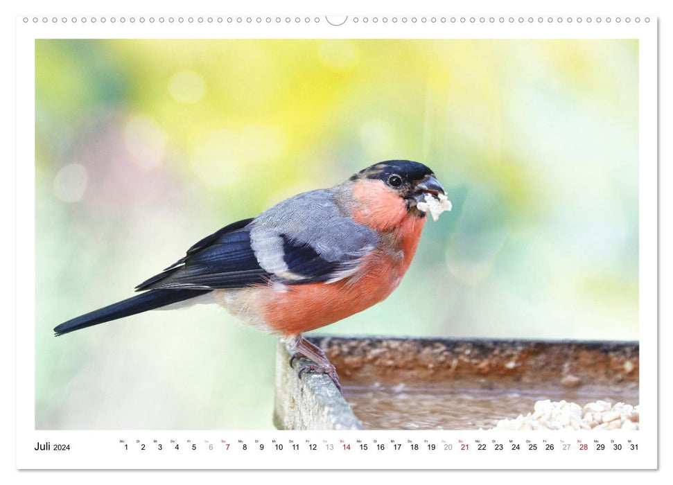 Dompfaff, Blutfink, Gimpel (CALVENDO Premium Wandkalender 2024)