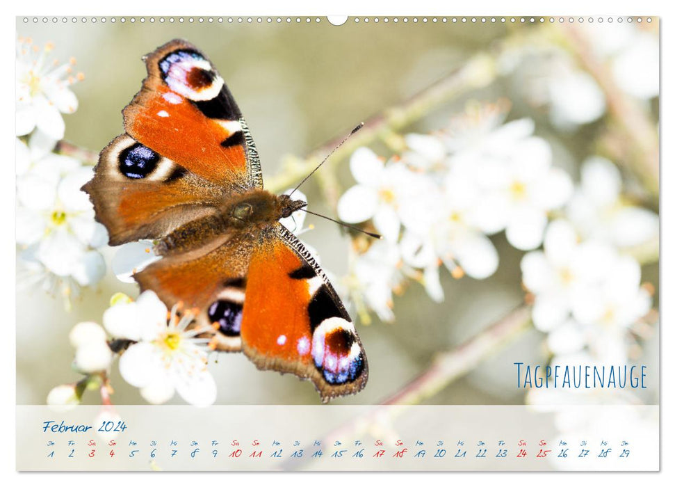 Schmetterlings-Glück (CALVENDO Wandkalender 2024)