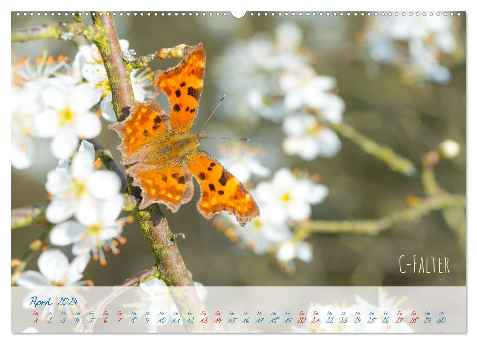 Schmetterlings-Glück (CALVENDO Wandkalender 2024)