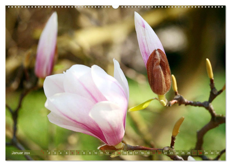 Magnolien-Frühling (CALVENDO Wandkalender 2024)