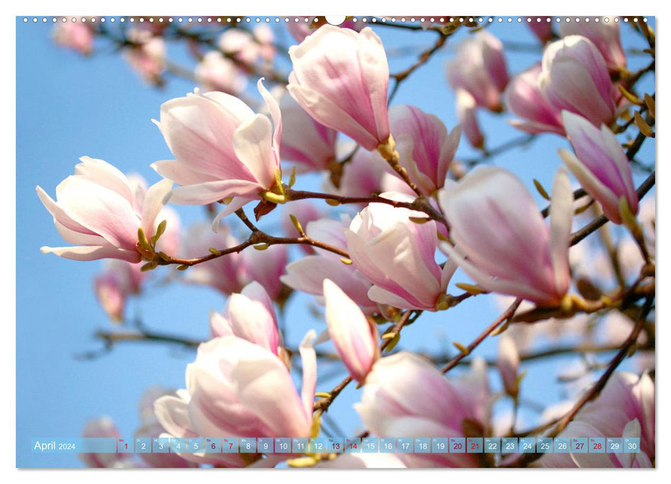 Magnolien-Frühling (CALVENDO Wandkalender 2024)