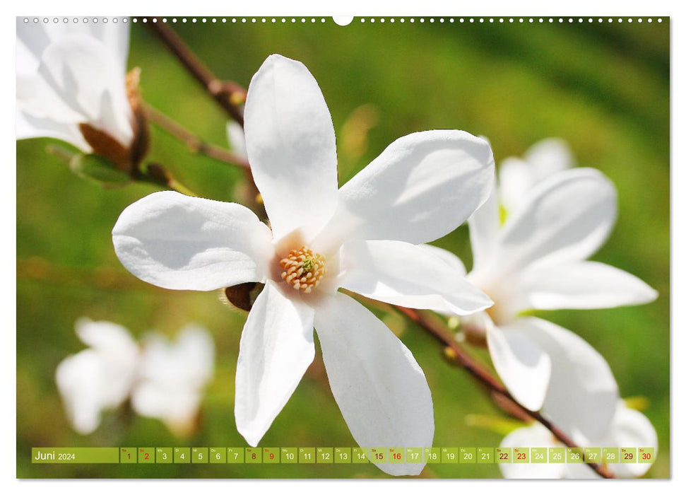 Magnolien-Frühling (CALVENDO Wandkalender 2024)