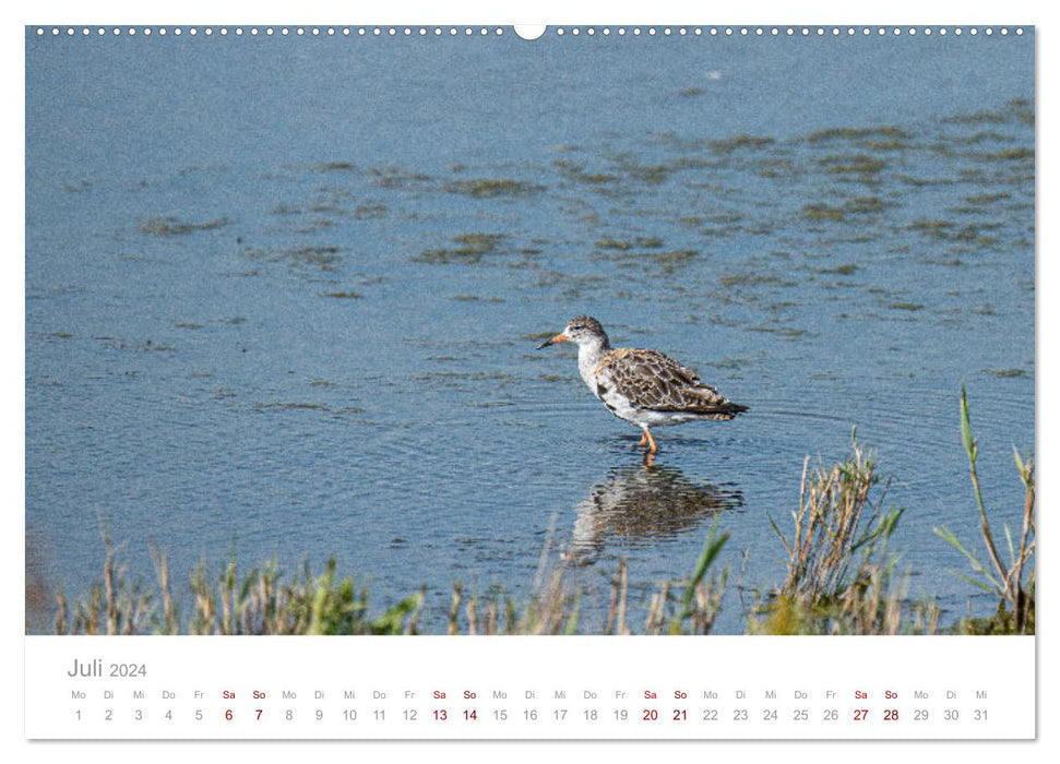 Limikolen - Watvögel an Nord- und Ostseeküste (CALVENDO Premium Wandkalender 2024)