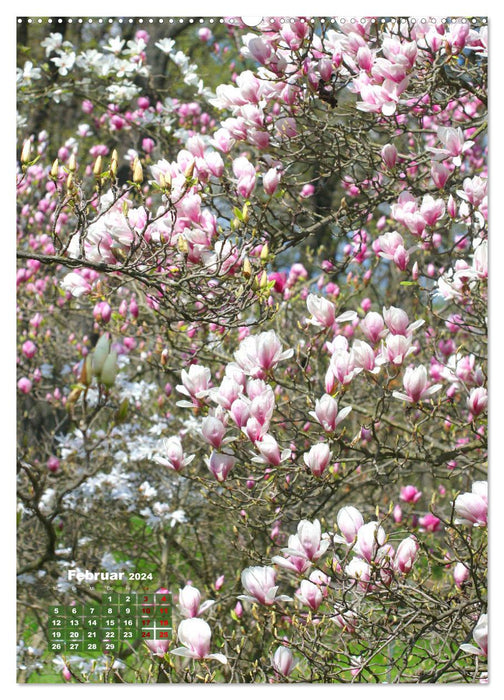 Magnolien Ein Frühlingstraum (CALVENDO Wandkalender 2024)