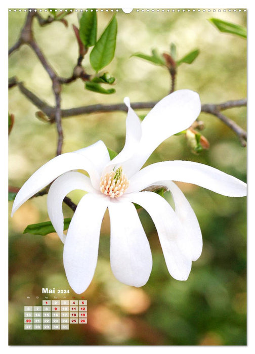 Magnolien Ein Frühlingstraum (CALVENDO Wandkalender 2024)