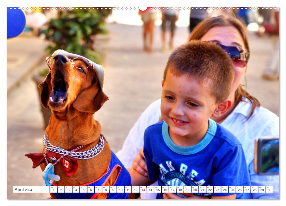 Tier-Kinder in Kuba - Begegnungen in Havanna (CALVENDO Premium Wandkalender 2024)