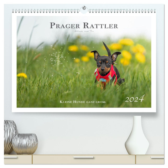 Prager Rattler - Black and Tan - Kleine Hunde ganz groß (CALVENDO Premium Wandkalender 2024)