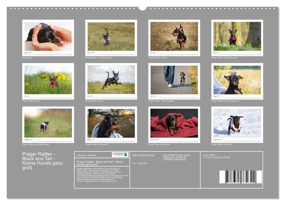 Prager Rattler - Black and Tan - Kleine Hunde ganz groß (CALVENDO Premium Wandkalender 2024)