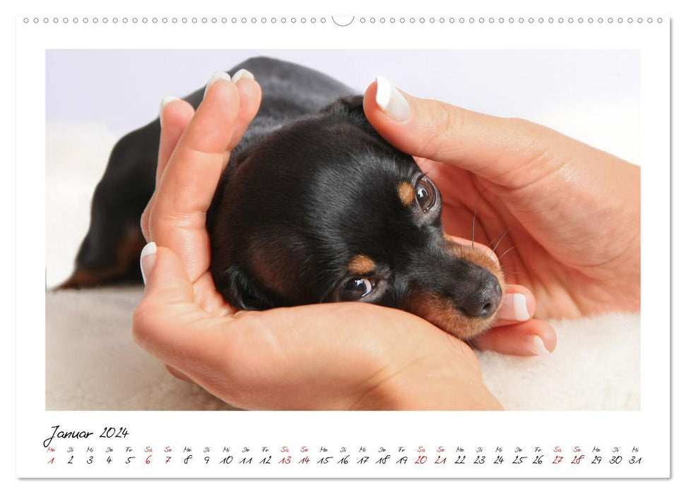 Prager Rattler - Black and Tan - Kleine Hunde ganz groß (CALVENDO Premium Wandkalender 2024)