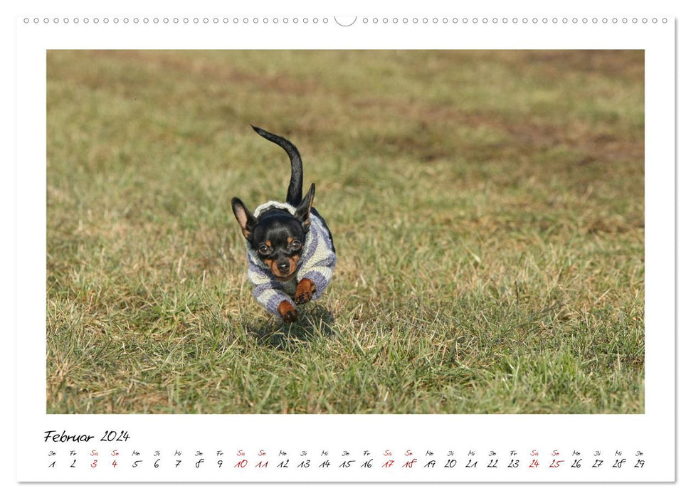 Prager Rattler - Black and Tan - Kleine Hunde ganz groß (CALVENDO Premium Wandkalender 2024)