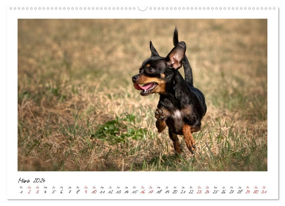 Prager Rattler - Black and Tan - Kleine Hunde ganz groß (CALVENDO Premium Wandkalender 2024)