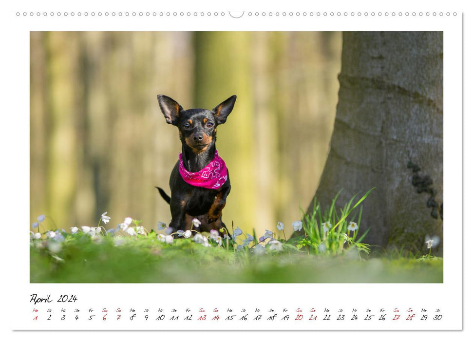 Prager Rattler - Black and Tan - Kleine Hunde ganz groß (CALVENDO Premium Wandkalender 2024)