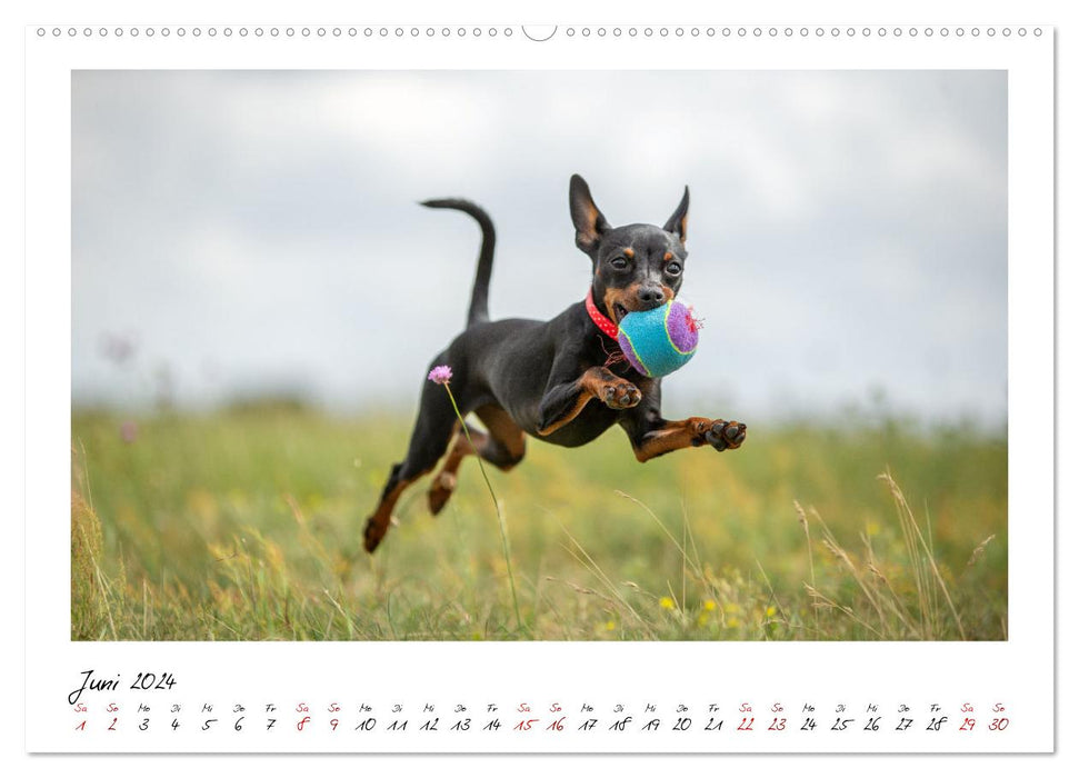 Prager Rattler - Black and Tan - Kleine Hunde ganz groß (CALVENDO Premium Wandkalender 2024)